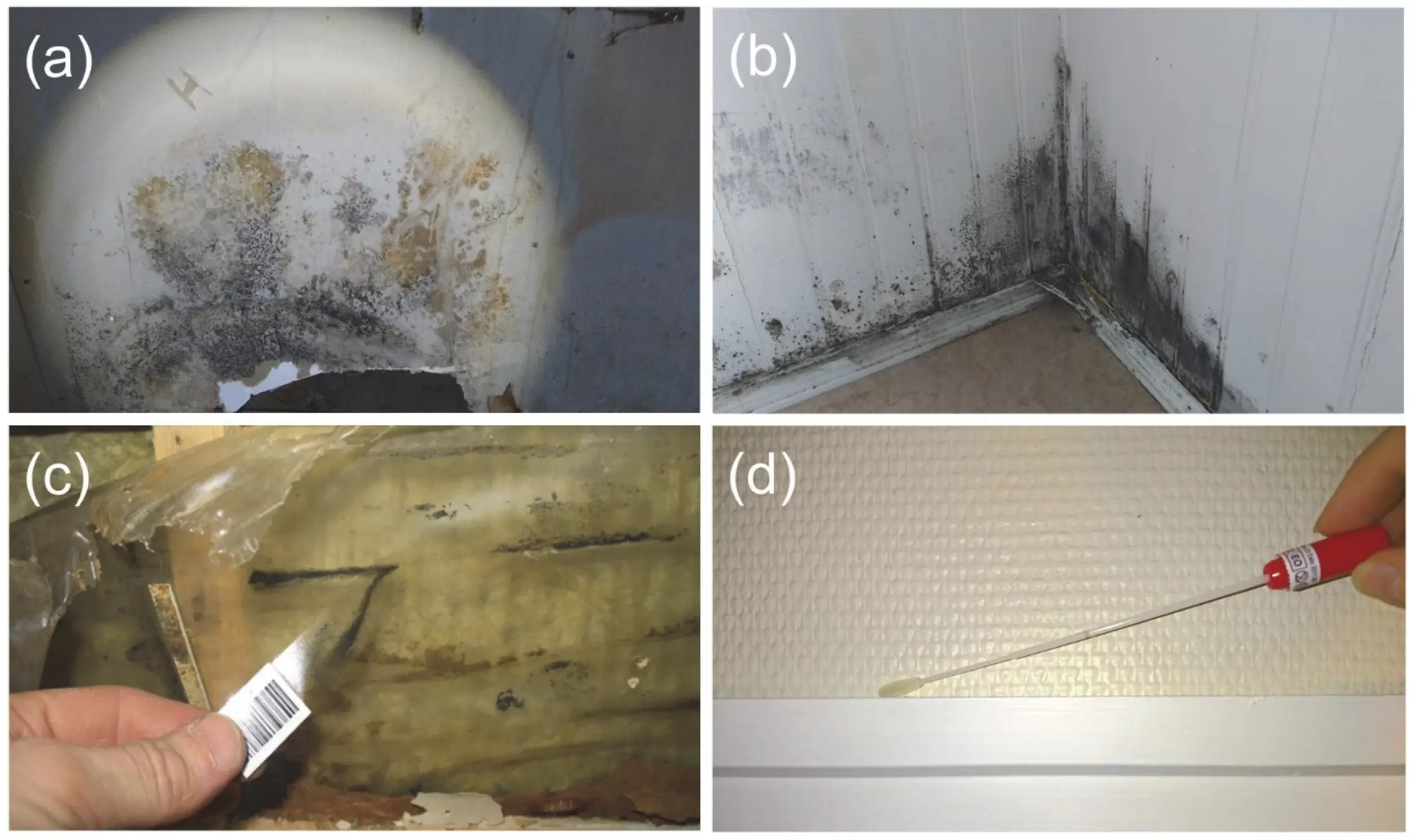 7 Best Methods for Identifying Household Mold Types