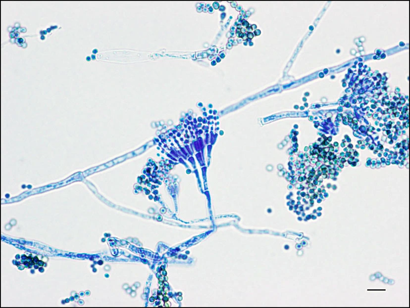 Penicillium