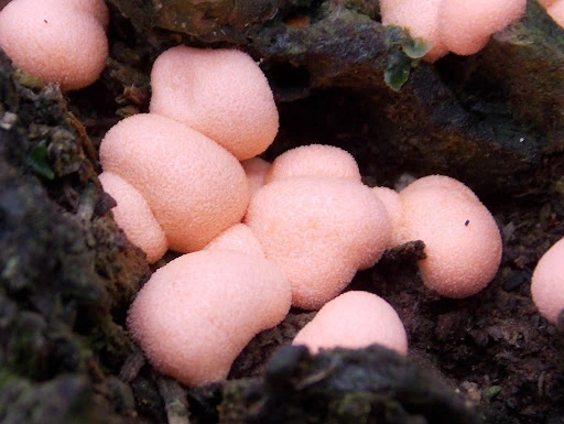 Pink slime mold