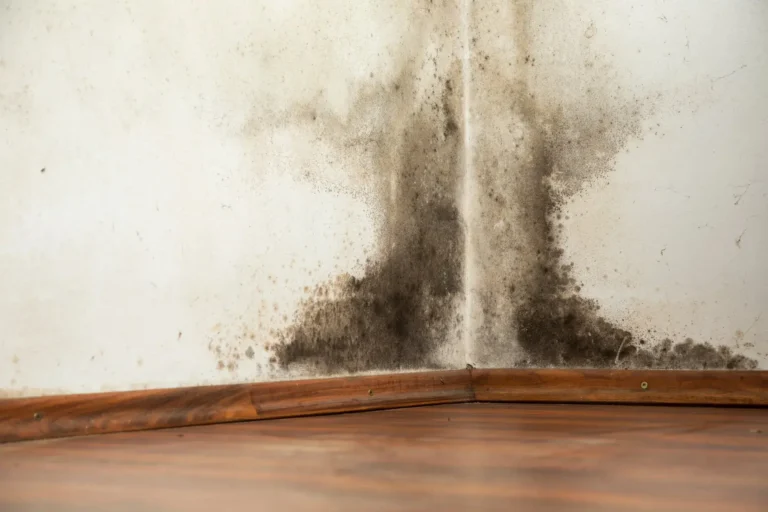 Preventing Mold Exposure: Safeguard Your Allergy Risks