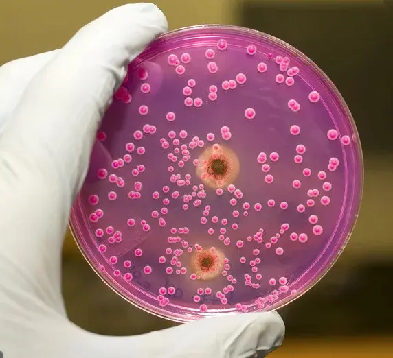 What is pink bacteria