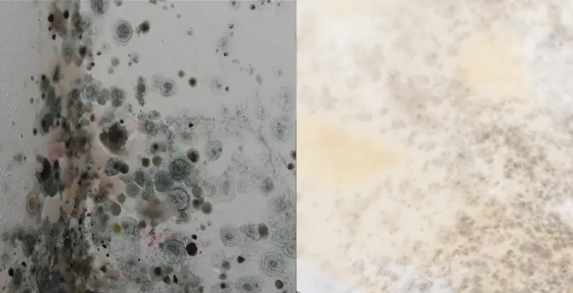 What is the difference between white mold and black mold?