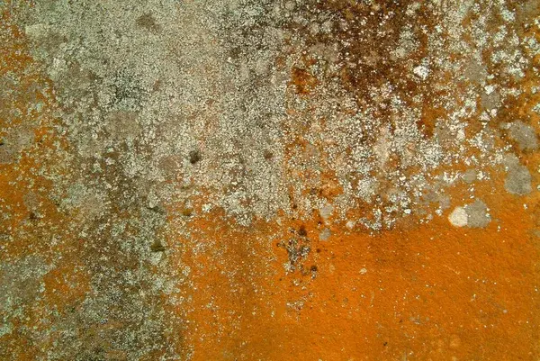 Orange mold