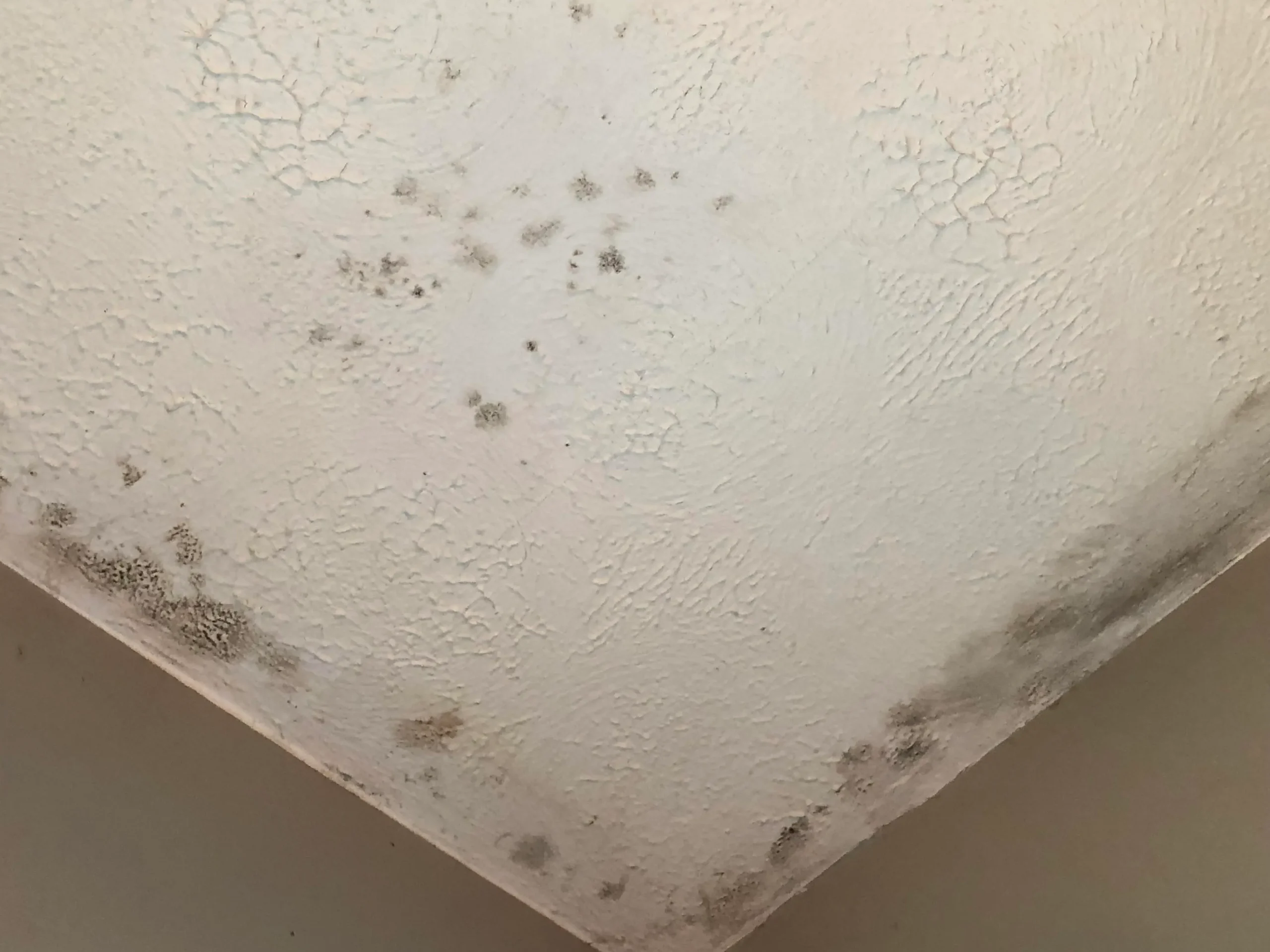 Mold on ceiling