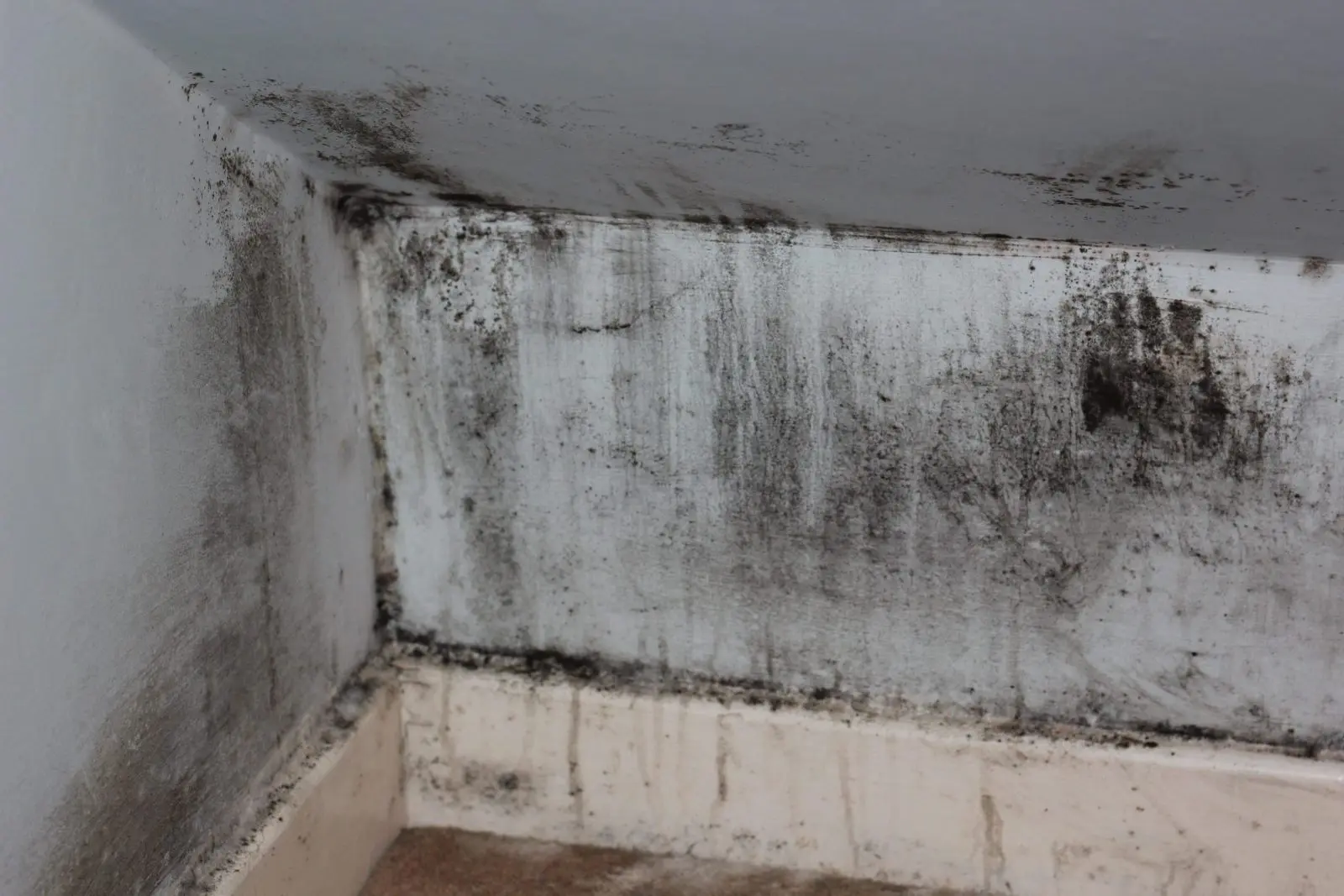 mold in basement