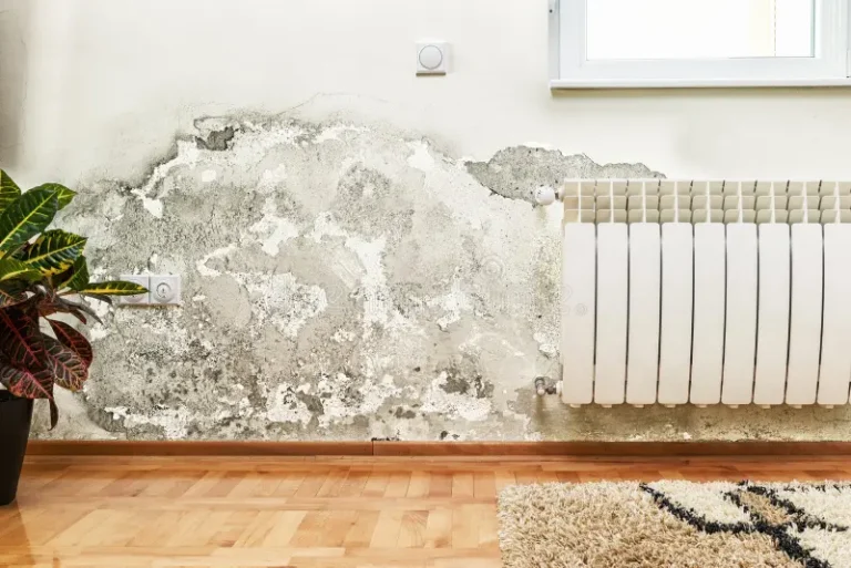 image of mold on a white wall